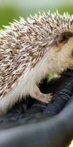 Needle,Muzzle,Hedgehog,Animals,Hand,Brush