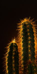 Planter,Nature,Aiguille,Plante,Cactus