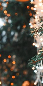 Needle,New Year,Spruce,Fir,Nature,Christmas,Glare,Branch