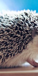 Needle,Opinion,Hedgehog,Sight,Animals