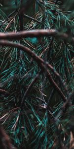 Needle,Pine,Macro,Wood,Tree,Branches,Needles,Evergreen