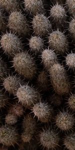 Macro,Aguja,Planta,Cacto,Espinas,Cactus