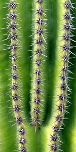 Needle,Plant,Macro,Thorns,Prickles,Cactus