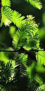 Macro,Aiguille,Branches,Ombre,Feuilles