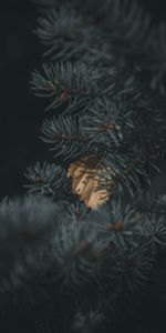 Needle,Sheet,Leaf,Branch,Spruce,Fir,Nature,Autumn