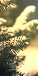 Needle,Snow,Conifers,Coniferous,Branches,Nature,Pine