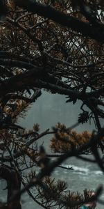 Needle,Tree,Fog,Branches,Wood,Nature