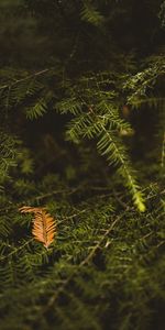 Needle,Wood,Tree,Branch,Macro