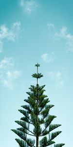 Needle,Wood,Tree,Fir,Spruce,Nature