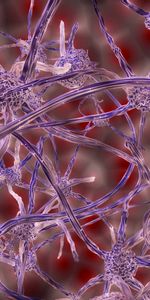 Nerve Cells,Plexus,3D