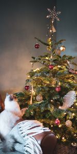 Fêtes,Arbre De Noël,Sapin De Noël,Décorations,Nouvel An,Chat,Noël