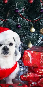 New Year,Decorations,Dog,Christmas Tree,Presents,Gifts,Holidays