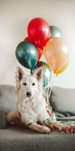 Nice,Sweetheart,Animals,Dog,Balloons