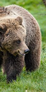 Lindo,Querido,Cabeza,Oso Pardo,Animales,Oso Café