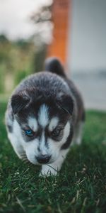 Agréable,Rauque,Chéri,Hétérochromie,Chiot,Chien,Animaux