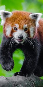 Lindo,Querido,Panda Pequeño,Pequeño Panda,Panda Rojo,Animales