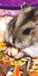 Manger,Animaux,Chéri,Agréable,Rongeur,Hamster,Drôle