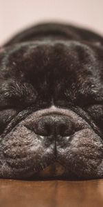 Chien,Rêve,Bulldog Français,Chéri,Agréable,Dormir,Français Bouledogue,Le Noir,Animaux