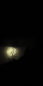 Branches,Le Noir,Lune,Nuit,Sombre