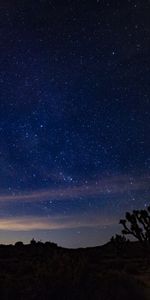 Night,Bush,Thorns,Prickles,Nature,Starry Sky