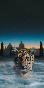 Night,Clouds,Photoshop,Tiger Cub,Tiger,Animals