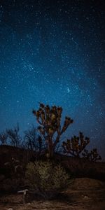 Night,Desert,Starry Sky,Yucca,Jukka,Nature