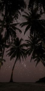 Night,Nature,Palms,Tropics,Starry Sky,Maldives