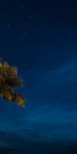 Noche,Palms,Zona Tropical,Naturaleza,Trópico,Cielo Estrellado