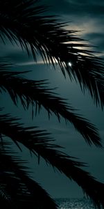 Night,Palm,Branch,Sunset,Dark,Leaves