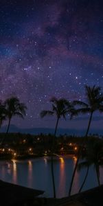 Oscuro,Costa,Noche,Palms