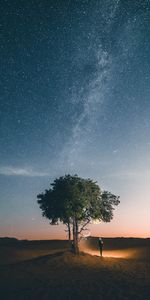 Night,Shine,Light,Wood,Tree,Starry Sky,Nature,Silhouette