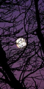 Night,Silhouette,Tree,Branches,Wood,Dark,Moon