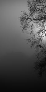 Night,Silhouette,Wood,Tree,Bw,Chb,Moon