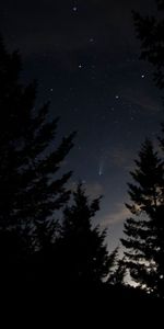 Night,Starry Sky,Fir,Spruce,Nature,Stars