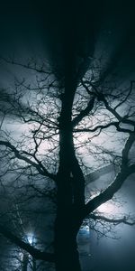 Bois,Arbre,Branches,Brouillard,Nuit,Sombre