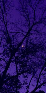 Night,Trees,Sky,Dark,Violet,Purple,Moon