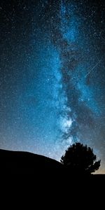 Night,Wood,Tree,Starry Sky,Stars,Dark,Milky Way