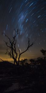 Bois,Arbre,Circulation,Mouvement,Nuit,Ciel Étoilé,Sombre