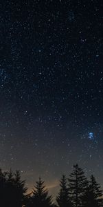 Árboles,Paisaje Nocturno,Cielo Estrellado,Noche,Naturaleza