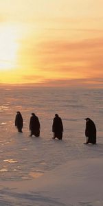 North,Pinguins,Ice,Snow,Winter,Dawn,Animals