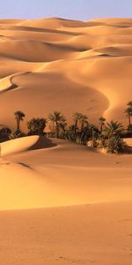 Oasis,Trees,Palms,Desert,Vegetation,Nature,Sand