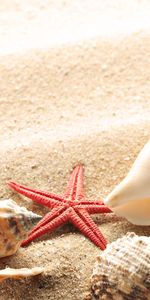 Objects,Background,Shells,Starfish,Sand