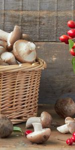 Objets,Briar,Champignons