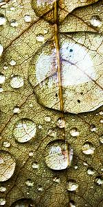 Drops,Objets