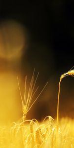 Objects,Landscape,Wheat