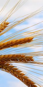 Objects,Plants,Wheat