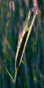 Objects,Plants,Wheat