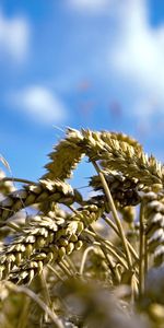 Objects,Wheat