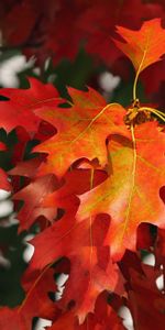 Nature,Feuilles,Octobre,Automne