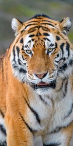 Gros Chat,Vue,Opinion,Animal,Animaux,Fauve,Tigre,Prédateur